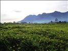 Ruteng, Flores